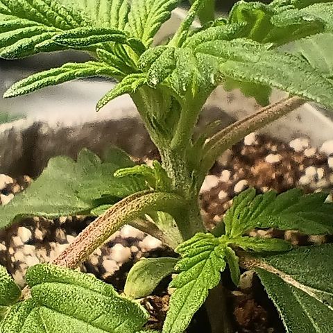 Eve growlog timeline photo