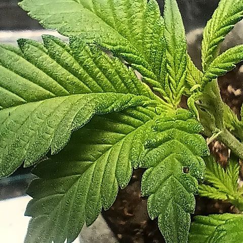Jenni growlog timeline photo