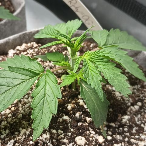 Eve growlog timeline photo