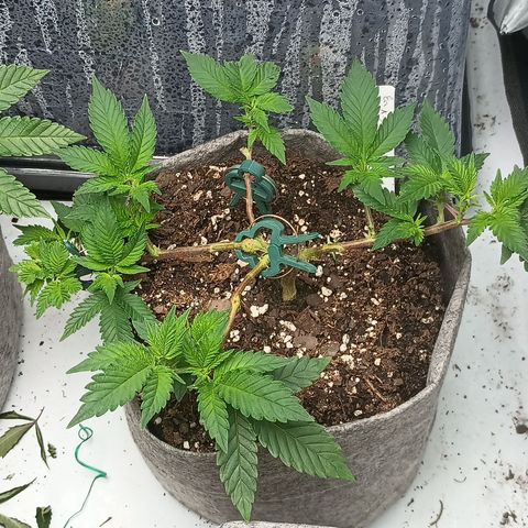 Jenni growlog timeline photo
