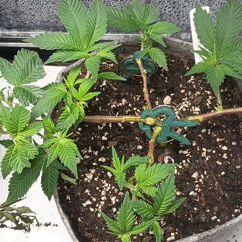 Jenni growlog timeline photo