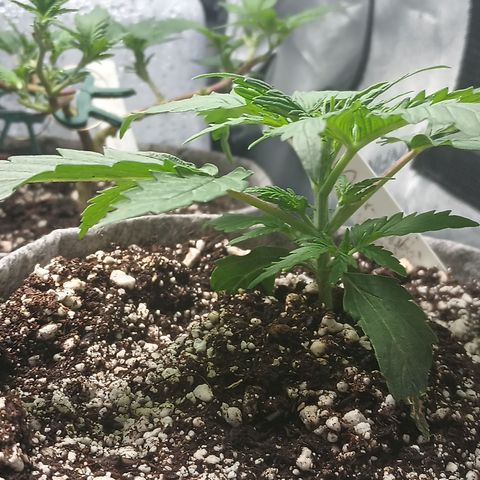 Eve growlog timeline photo
