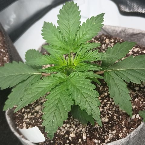 Eve growlog timeline photo