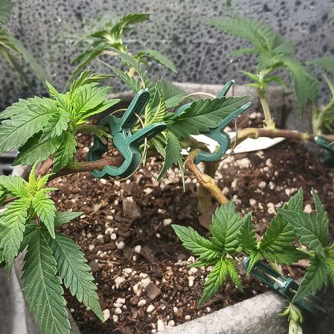 Jenni growlog timeline photo