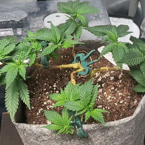 Jenni growlog timeline photo