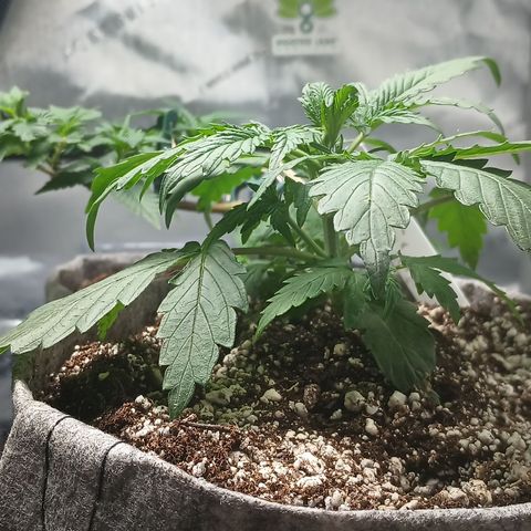 Eve growlog timeline photo