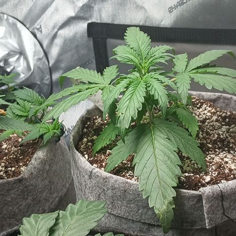 Eve growlog timeline photo
