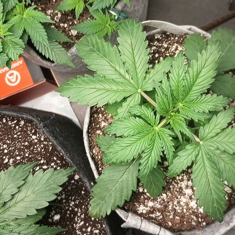 Eve growlog timeline photo