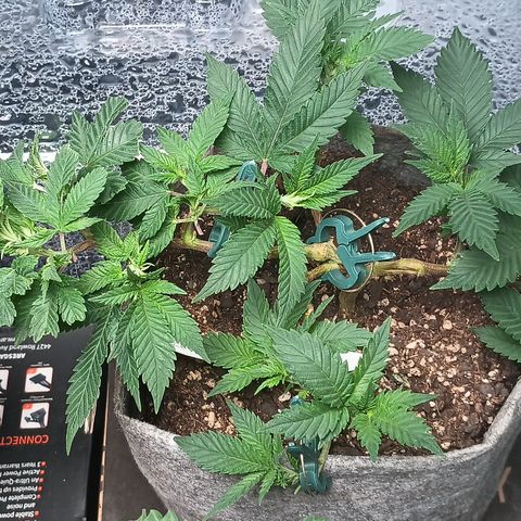 Jenni growlog timeline photo