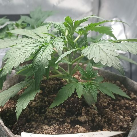 Eve growlog timeline photo