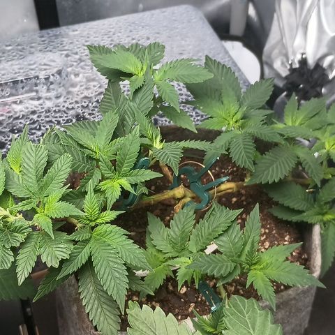 Jenni growlog timeline photo