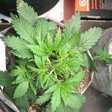 Eve growlog timeline photo