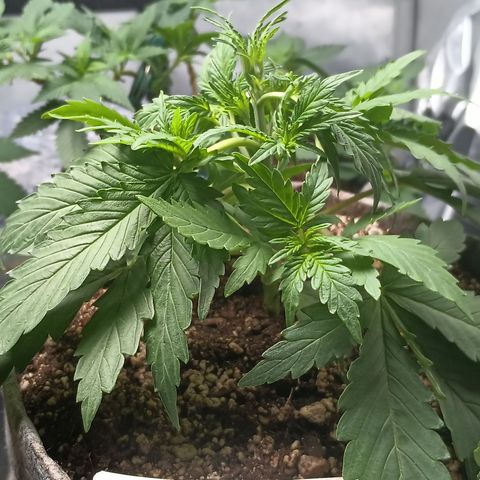 Eve growlog timeline photo