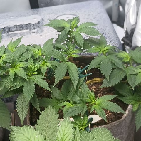 Jenni growlog timeline photo