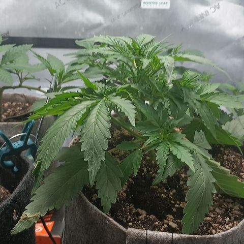 Eve growlog timeline photo