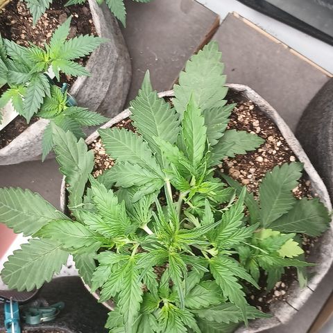 Eve growlog timeline photo