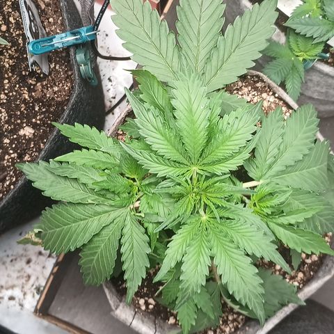 Eve growlog timeline photo