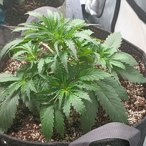 Eve growlog timeline photo
