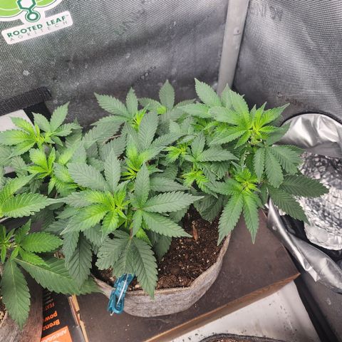Jenni growlog timeline photo