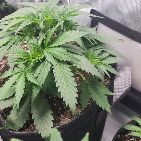 Eve growlog timeline photo