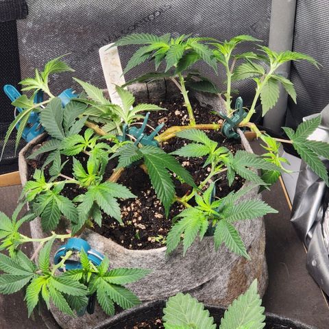 Jenni growlog timeline photo