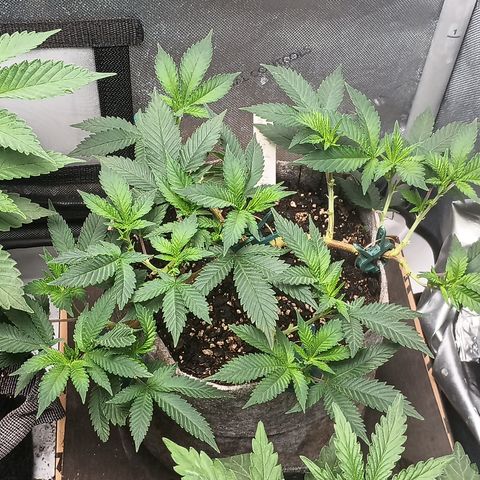 Jenni growlog timeline photo