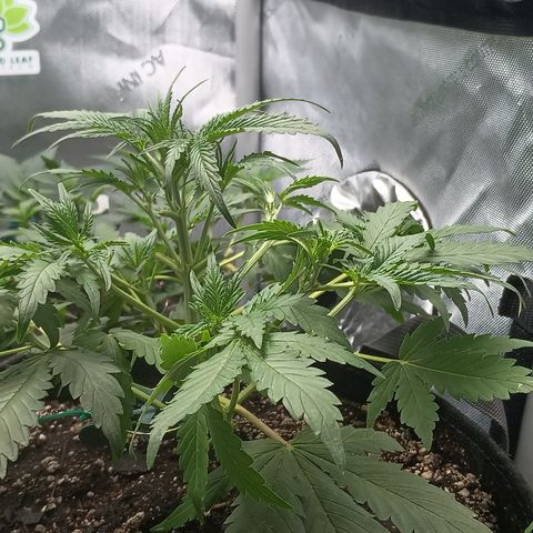 Eve growlog timeline photo