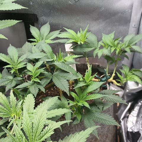 Jenni growlog timeline photo