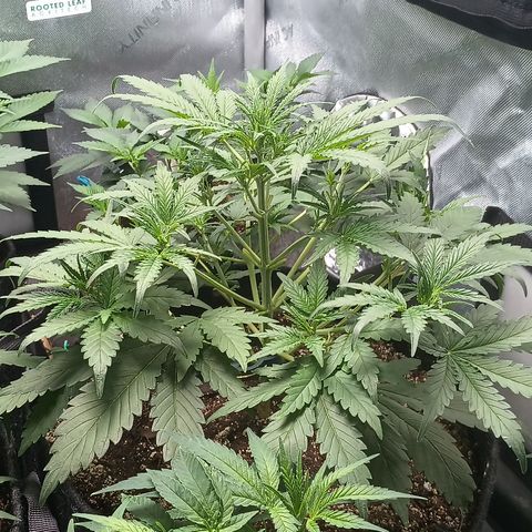 Eve growlog timeline photo