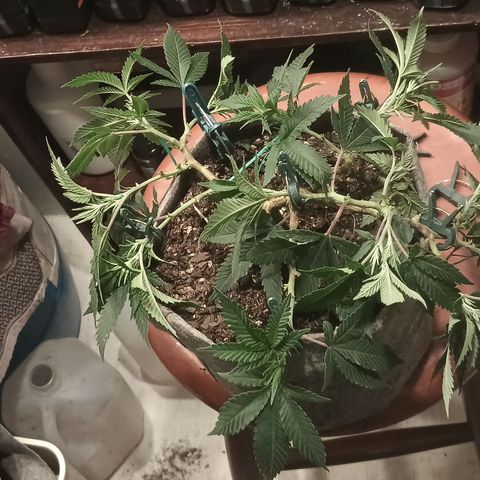 Jenni growlog timeline photo