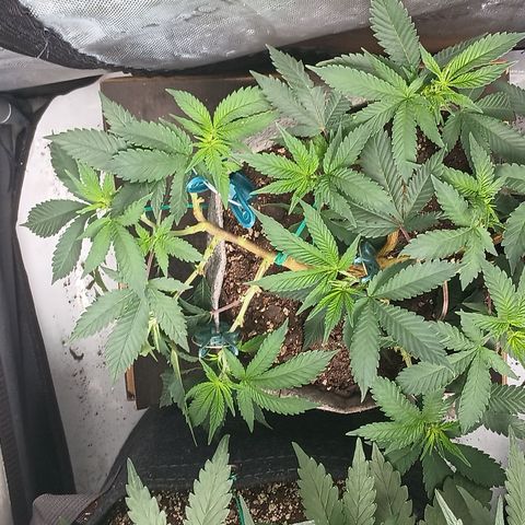 Jenni growlog timeline photo