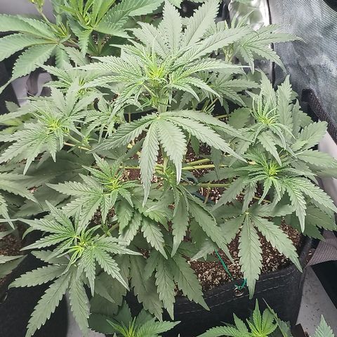 Eve growlog timeline photo