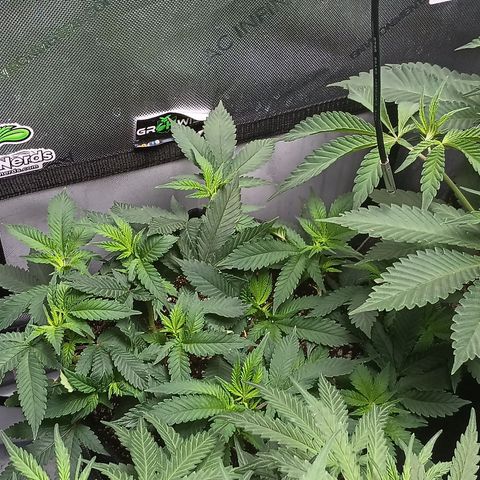 Jenni growlog timeline photo