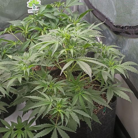 Eve growlog timeline photo