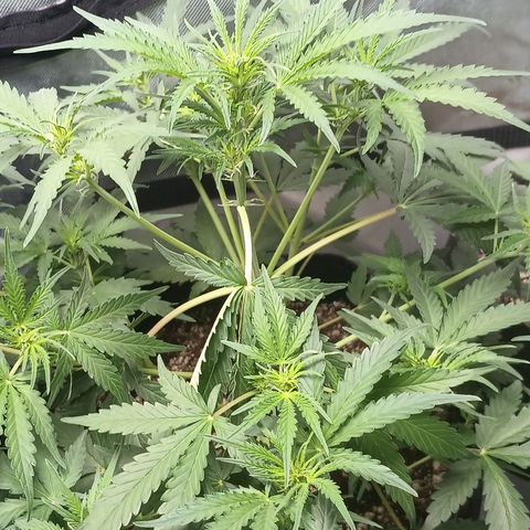 Eve growlog timeline photo