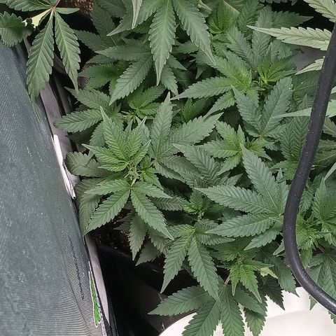 Jenni growlog timeline photo
