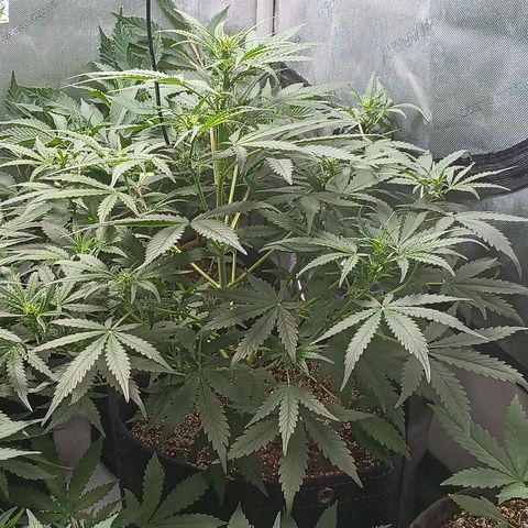 Eve growlog timeline photo