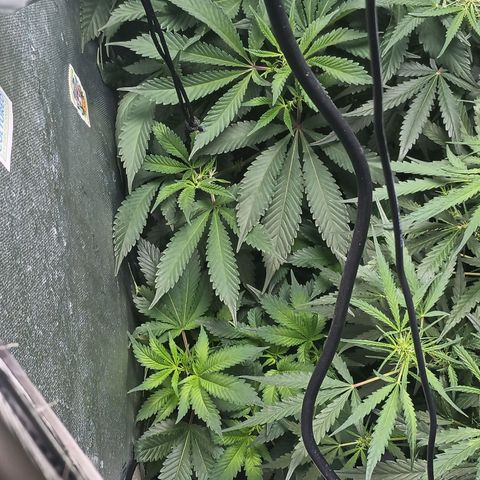 Jenni growlog timeline photo