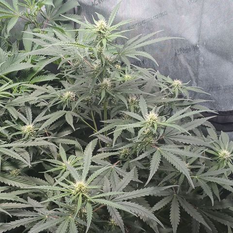 Eve growlog timeline photo