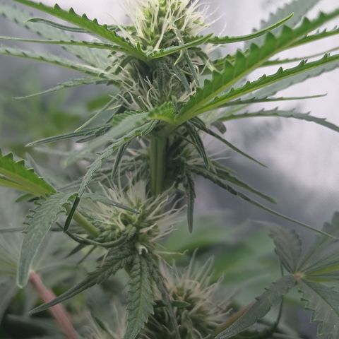 Eve growlog timeline photo