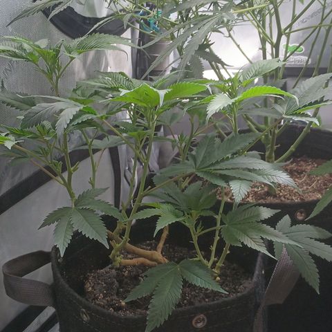 Jenni growlog timeline photo