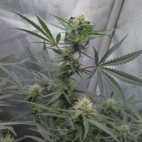 Eve growlog timeline photo