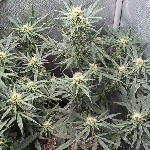 Eve growlog timeline photo