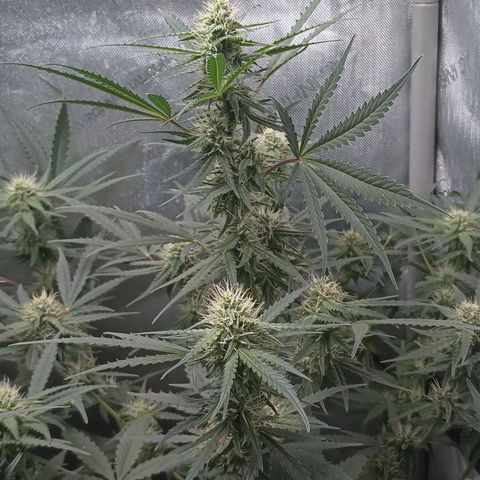 Eve growlog timeline photo
