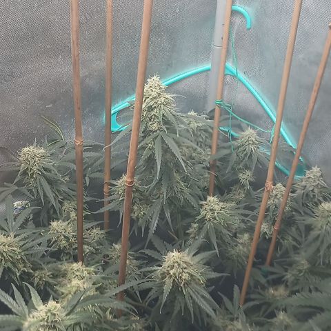 Eve growlog timeline photo
