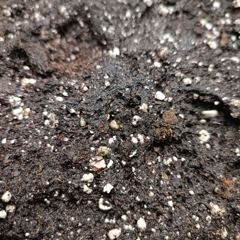 Royal Bluematic  growlog timeline photo