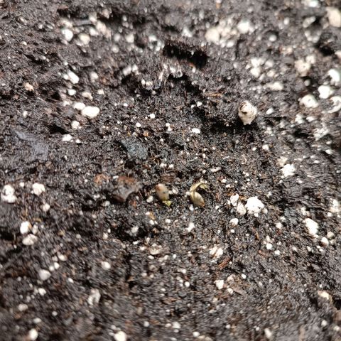 Royal Bluematic  growlog timeline photo
