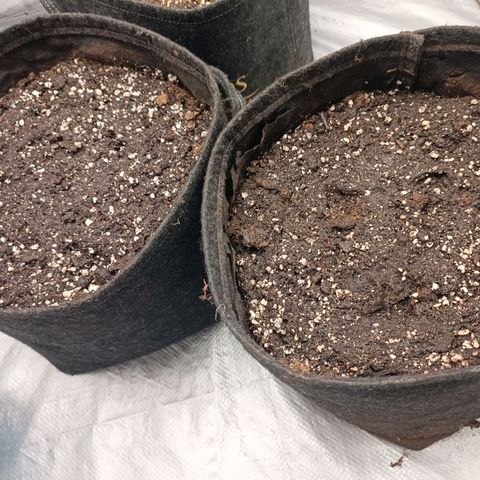 Royal Bluematic  growlog timeline photo