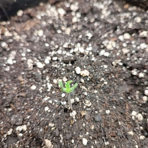 Royal Bluematic  growlog timeline photo