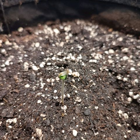 Royal Bluematic  growlog timeline photo